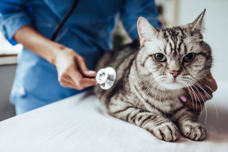 The Discovery That Changed Everything We Know About Cats